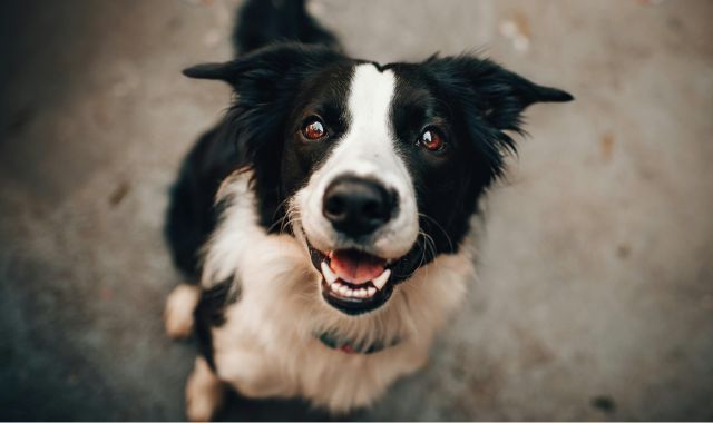 dog-border-colie-sitting-down-looking-up-happy-face
