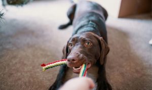 dog-labrador-laying-down-playing-tug-of-war