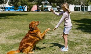dog-retriever-giving-pawn-as-girl-holds-a-toy-as-reward